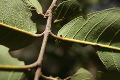 Terminalia arjuna